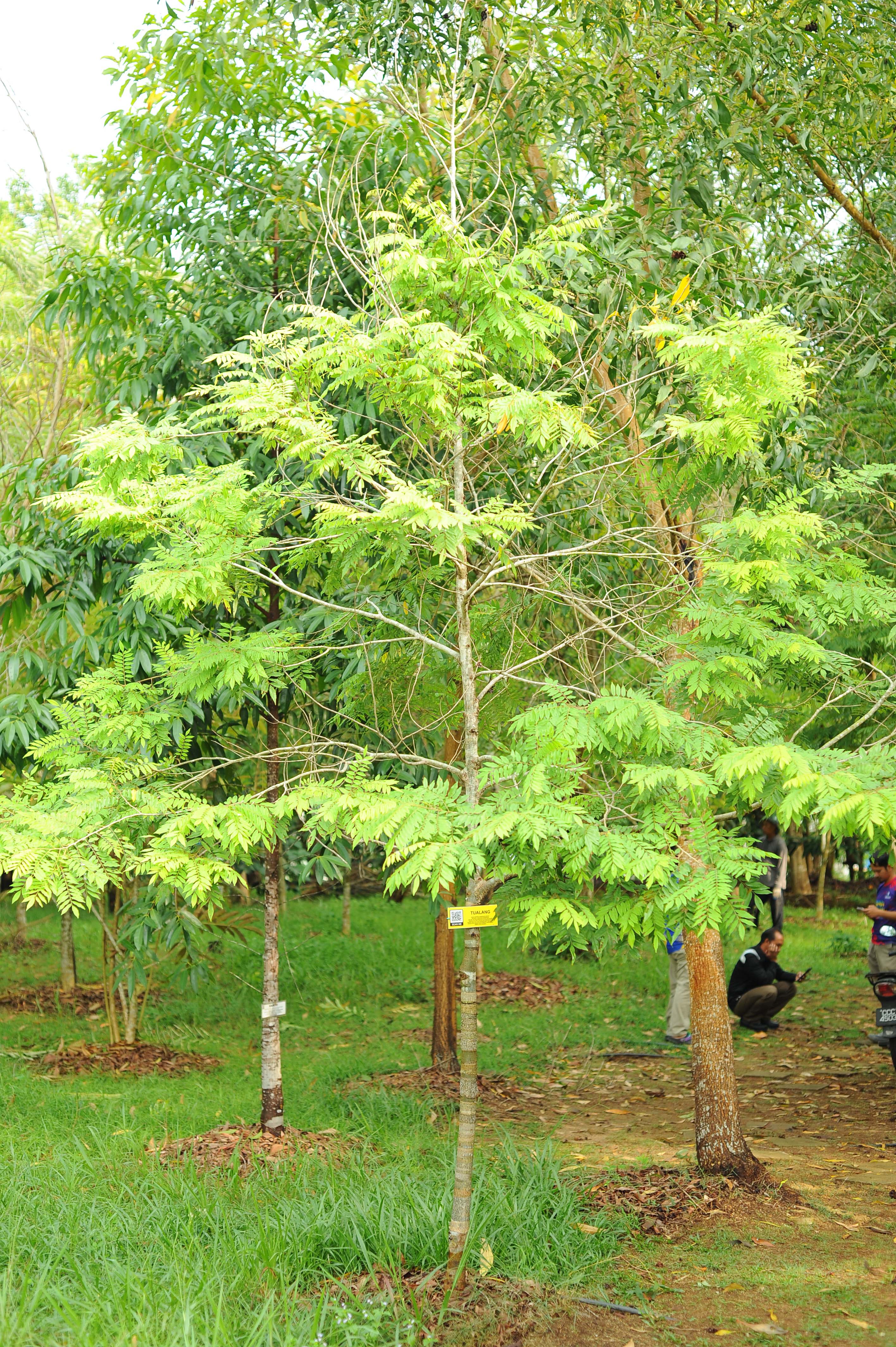 Pph Pokok Tualang Koompassia Excelsa